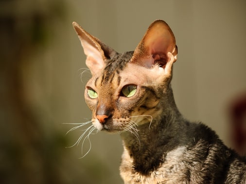 Корниш-рекс